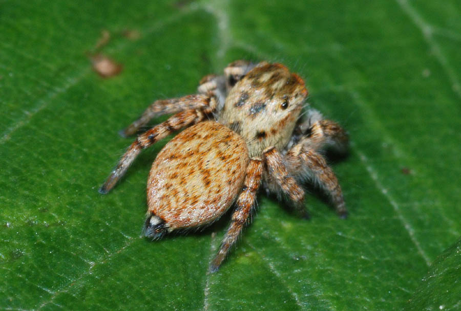 Carrhotus xanthogramma